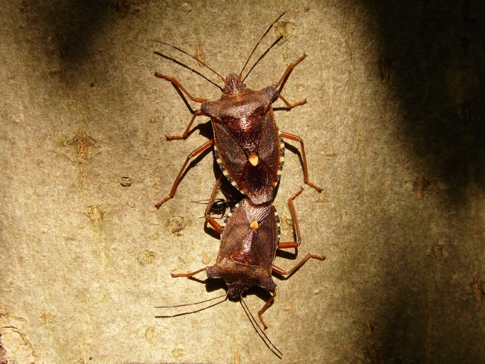 Pentatomidae: Pentatoma rufipes del Parco Ticino - Lombardia